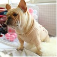 Dog clothes autumn and winter day clothes to keep warm French cow British bucket Corgi sweater two feet casual comfort law bucket pet