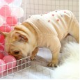 Dog clothes autumn and winter day clothes to keep warm French cow British bucket Corgi sweater two feet casual comfort law bucket pet